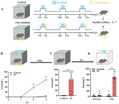 The microglial innate immune receptor TREM2 participates in fear memory formation through excessive prelimbic cortical synaptic pruning